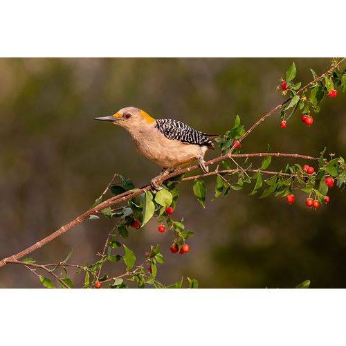 Ditto, Larry 아티스트의 Golden-fronted Woodpecker-Melanerpes aurifrons-perched작품입니다.